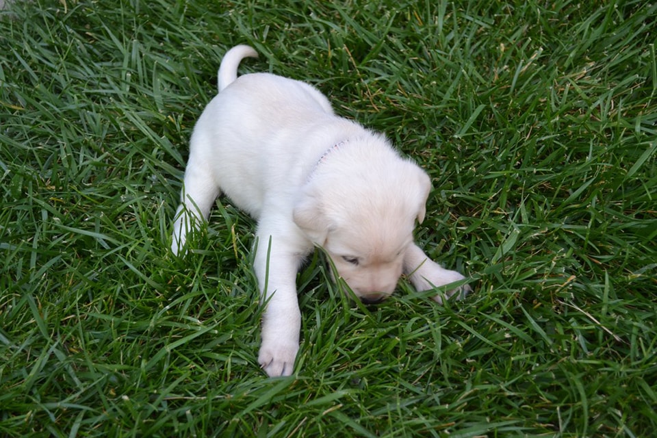 Labrador Puppies